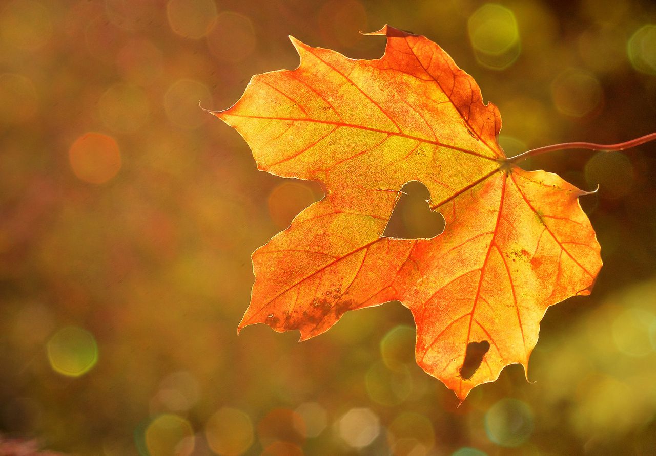 FALL